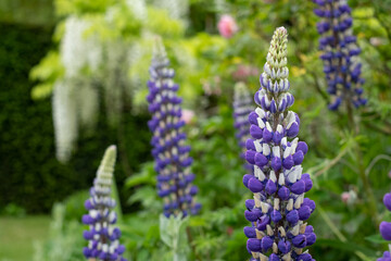  St John's Lodge Garden photographed in springtime, located in the Inner Circle, Regent's Park, London UK. Purple lupin flowers in the foreground, white wisteria in the background.