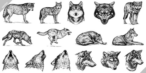 Vintage engraving isolated gray wolf set illustration ink sketch. Wild dog background animal silhouette art. Black and white hand drawn vector image. - 606445185