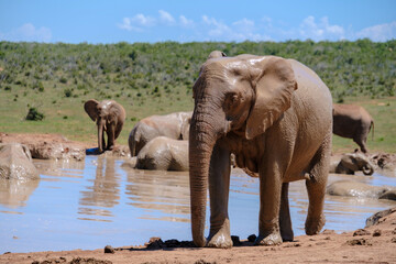 Fototapeta na wymiar Addo Elephant Park South Africa, Family of Elephants in a mud bath in Addo elephant park