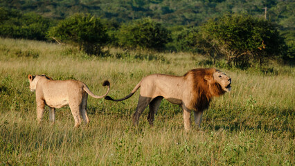 Lions mating at Kruger nation park South Africa, The mating behavior of lions is a painful process for the female
