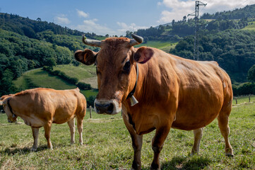 Fototapeta na wymiar dos vacas en un una montaña