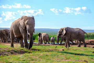 Naklejka na ściany i meble Addo Elephant Park South Africa, Family of Elephants in Addo elephant park, a large group of African Elephants