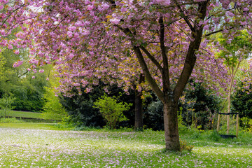 Selective focus full bloom of Prunus serrulata on tree, Branches of white pink cultivar flower in the garden, Oriental cherry flowering twig is a species of cherry, Nature floral pattern background.