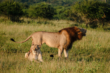 Lions mating at Kruger nation park South Africa, female and male lion pairing, Lions are polygamous and breed throughout the year, The mating behavior of lions is a painful process for the female