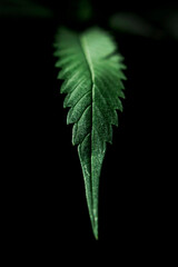 Hola verde © GUILLERMO
