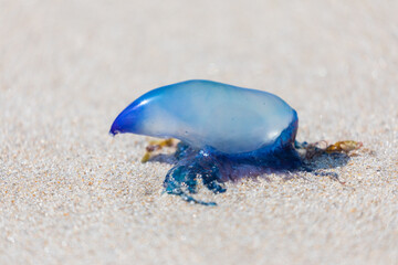 jellyfish on the sand