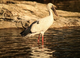 white stork in the water