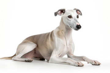 Greyhound dog lying isolated on white background. Generative AI