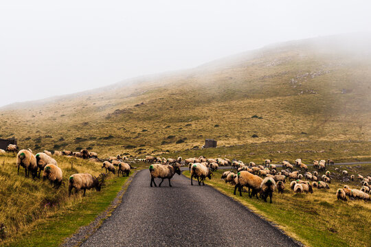 Flock of sheep grazing next to the path of the Camino de Santiago