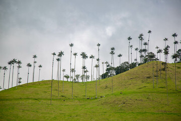 Fototapeta na wymiar Camino de Palmas 