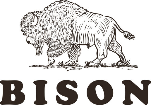 Handdrawn bison logo design