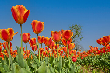 Tulips