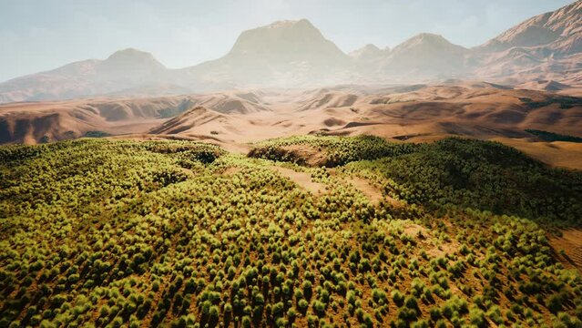 Bush in semi desert large wasteland