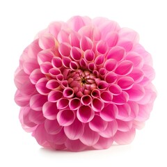 pink flower dahlia on a white background