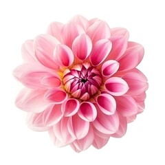 pink flower dahlia on a white background