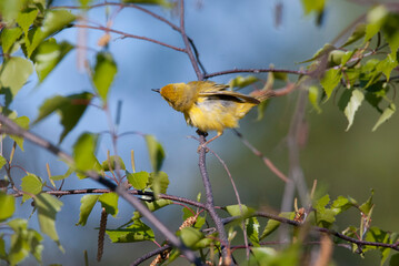Yellow Warbler shaking in a tree perch