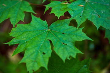 background from green maple leaves. Eco natural concept