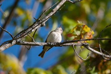 Warbling Vireo perched in a Tree branch