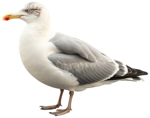 Sea gull isolated on a white background, generative AI animal
