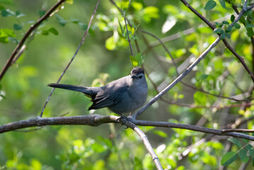 Grey Catbird hiding in the bramble 