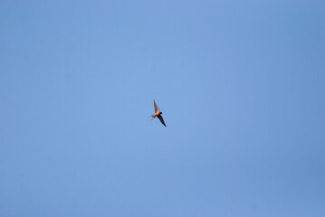 Small Fast Barn Swallow soaring overhead 