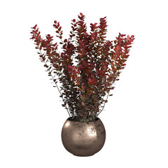 vase with flowers on transparent background PNG file.Floral arrangement, bouquet of garden flowers....