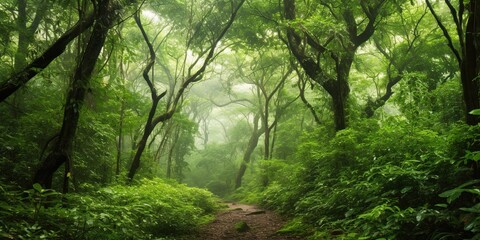 Naklejka premium A lush forest canopy offering a soothing palette of greens, concept of Natural habitat diversity, created with Generative AI technology