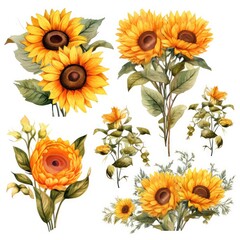 Fototapeta na wymiar set of sunflowers