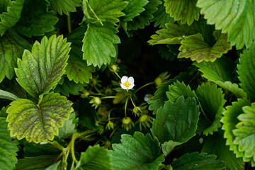 The small white flowers of a strawberry plant. Green leaves, with small unripe strawberries. - Powered by Adobe