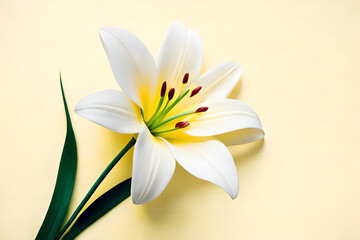 Top view, White lily head on yellow background, flat lay