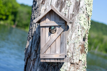 Tree Swallow in Ceder Birdhouse on Lake Looking Out