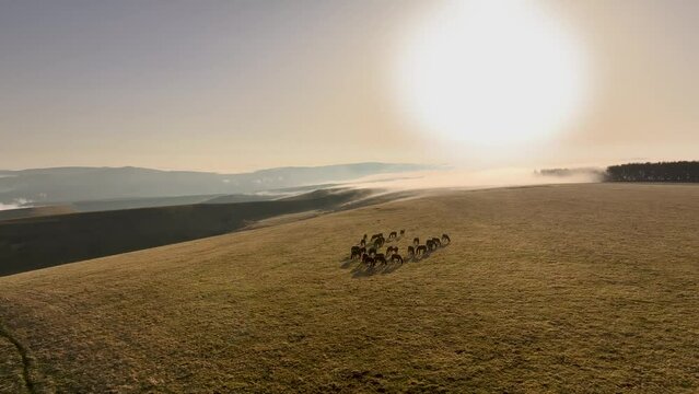 Calmly grazing herd of horses on a hill in a mountainous area. Air view. Animal husbandry in mountainous areas