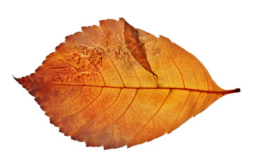 Single orange and yellow autumn leaf on transparent background. Generative AI illustration