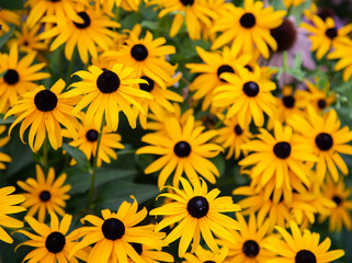 Blackeyed Susans 