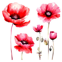 set of poppy flower watercolor - obrazy, fototapety, plakaty