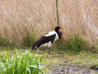 white stork ciconia