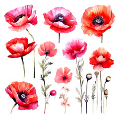set of poppy flower watercolor