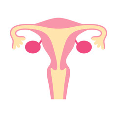 子宮のイラスト