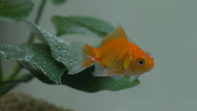 Goldfish Among Anubias in Aquarium