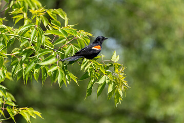 Red-winged Blackbird Perched In A Tree In Summer
