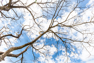 The Abstract dry branch with cloud and blue sky.