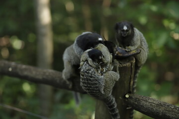 Sagui na floresta