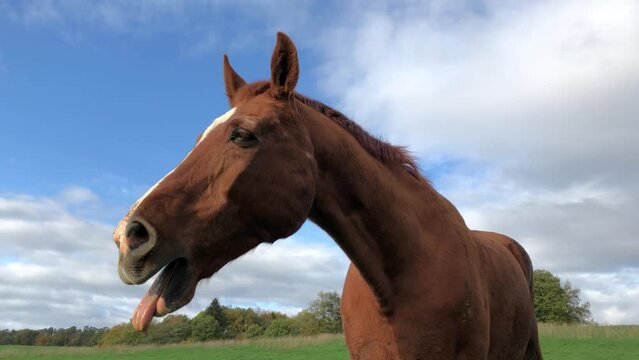 Sleepy brown horse yawning, close up view of teeth, tongue, open mouth, head and neck
