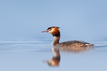 Great Crested Grebe swimming.
Another day of photography and another beautiful Great Crested Grebe...