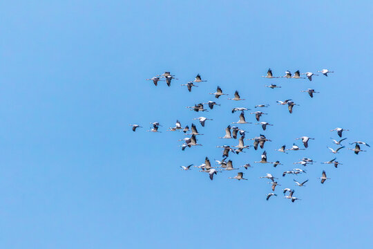 Kraniche im Flug am blauen Himmel.