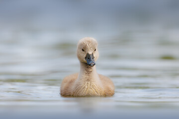Duckling in water.
Cute Duckling swimming over the calm waters of a lake looking for its parents and siblings.