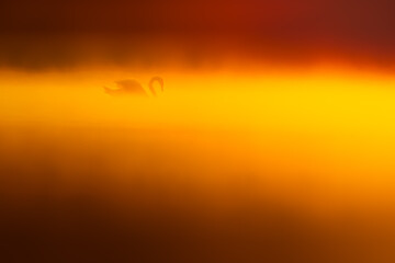 Mute Swan.
This Mute Swan strolling across the lake in a foggy early morning just after sunrise.