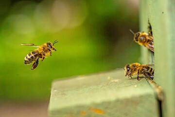 Bienen am Bienenstock