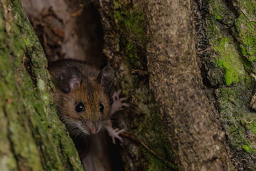 Maus sitzt im Baum