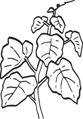 plant sprout drawing illustration.